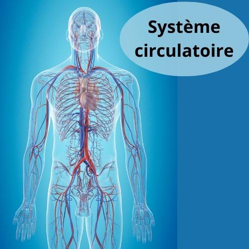 Les compléments alimentaires du système circulatoire: hémorroïdes, hypertension,, prévention infarctus, jambes lourdes...